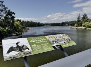 A sign produced by the Gorge Waterway Initiative, on the new Craigflower Bridge, looking north into Portage Inlet, Jacques Sirois