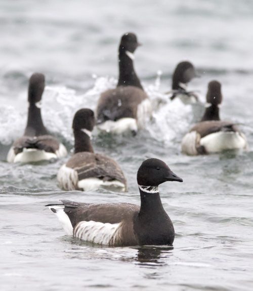 Brant Geese at Clover Point, Victoria BC - by Liam Ragan
