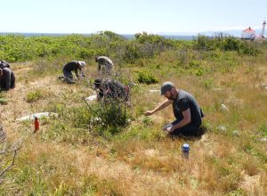 Volunteers removing countless seedlings of invasive Scotch Broom near rare plants, Greater Trial Island, Jacques Sirois